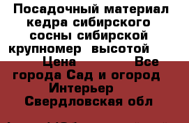 Посадочный материал кедра сибирского (сосны сибирской) крупномер, высотой 3-3.5  › Цена ­ 19 800 - Все города Сад и огород » Интерьер   . Свердловская обл.